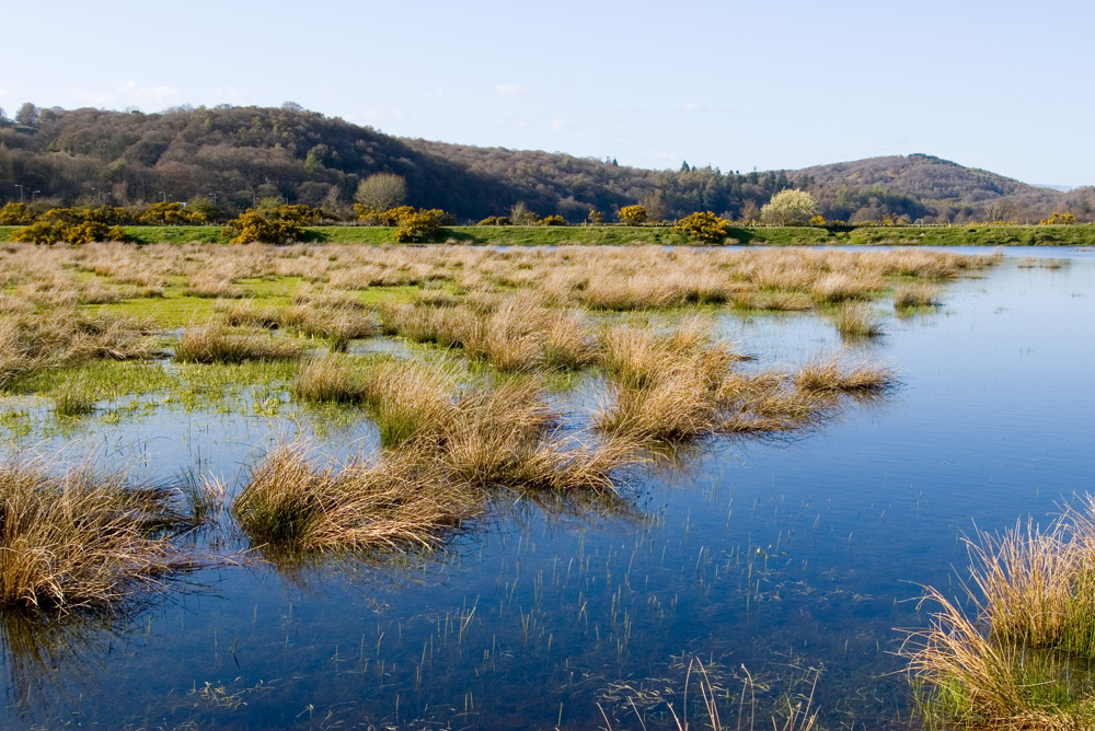 To save this picture as Windows Wallpaper - right click it - then select "Set as Background"